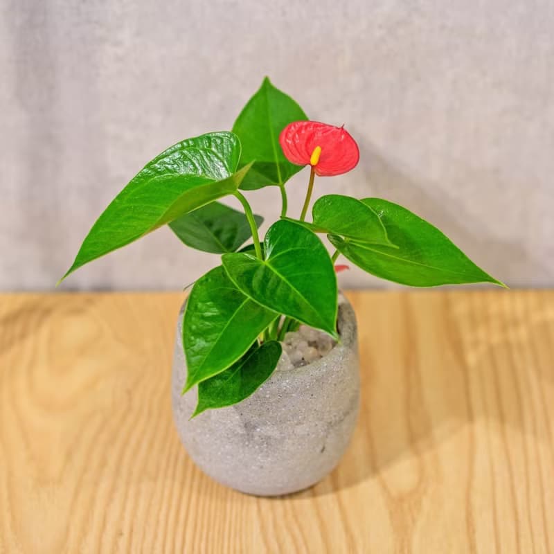 火鶴花 水泥盆栽 桌上型盆栽  辦公室植栽 開幕送禮 喬遷禮物