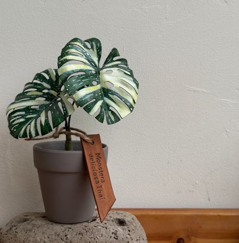 泰國斑葉龜背芋_觀葉皮革盆栽 / 送禮