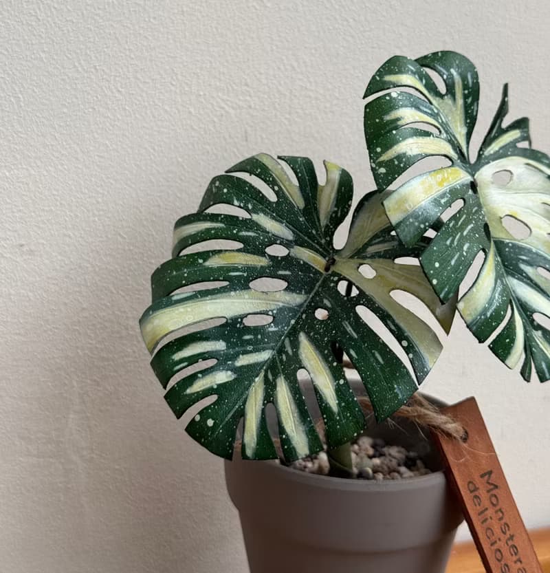 泰國斑葉龜背芋_觀葉皮革盆栽 / 送禮