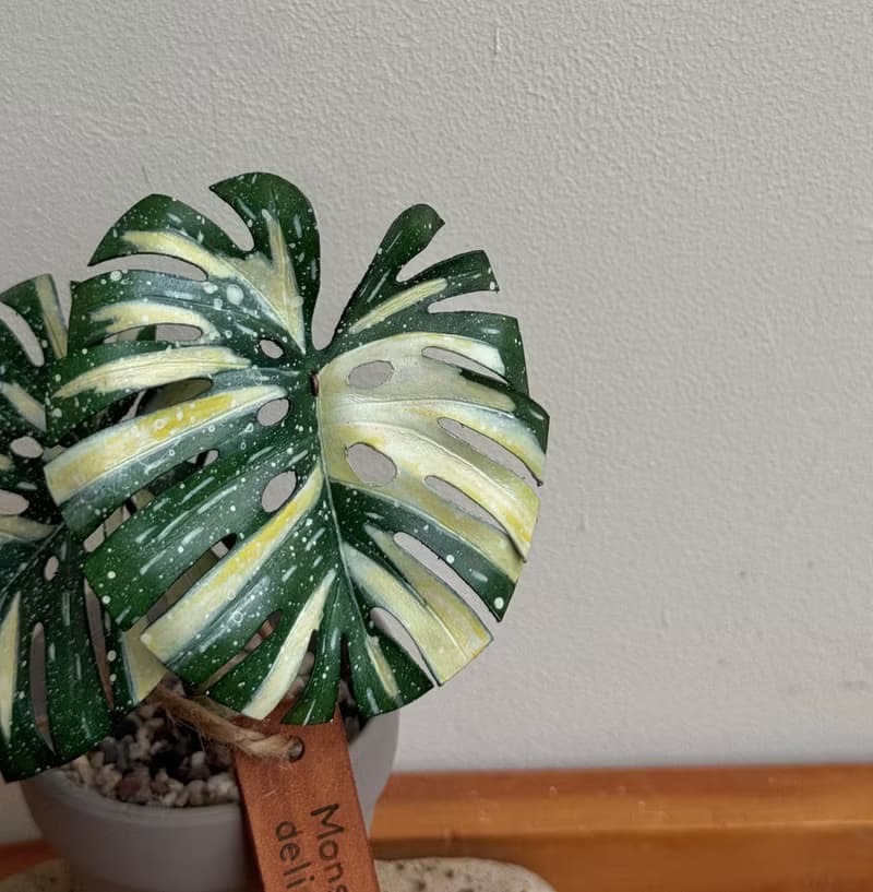 泰國斑葉龜背芋_觀葉皮革盆栽 / 送禮