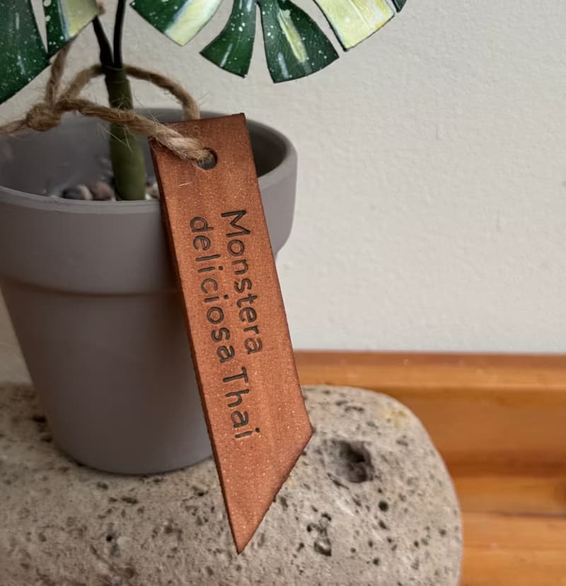 泰國斑葉龜背芋_觀葉皮革盆栽 / 送禮