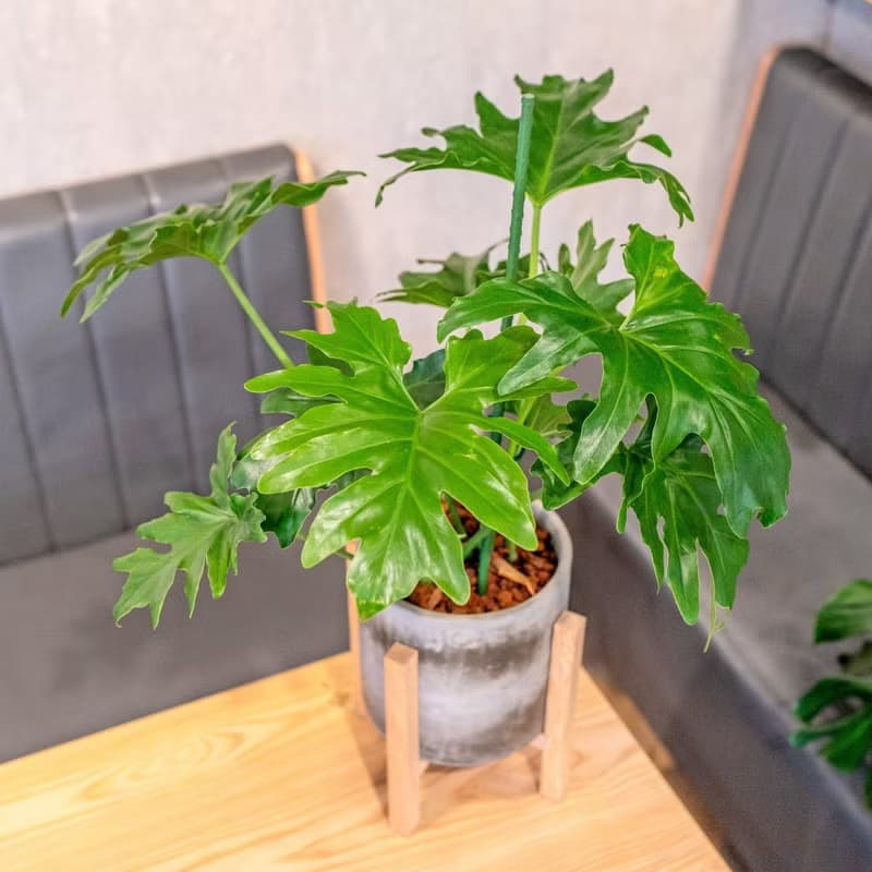 小天使蔓綠絨觀葉植物水泥盆栽 7寸水泥盆器含落地四腳花架