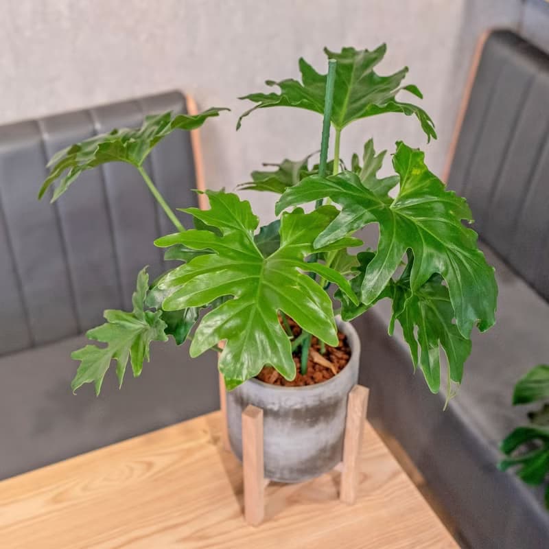 小天使蔓綠絨觀葉植物水泥盆栽 7寸水泥盆器含落地四腳花架