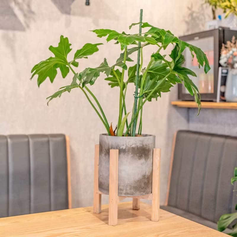 小天使蔓綠絨觀葉植物水泥盆栽 7寸水泥盆器含落地四腳花架
