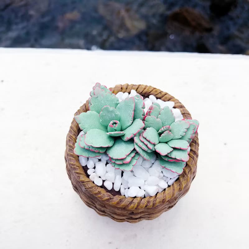 黏土多肉植物 —翩蝶之舞Kalanchoe fedtschenkoi 'Blue'