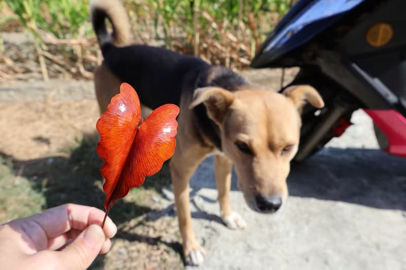 【訂製】永生黑葉芋盆栽 紅銅純手工鍛敲 療癒禮物