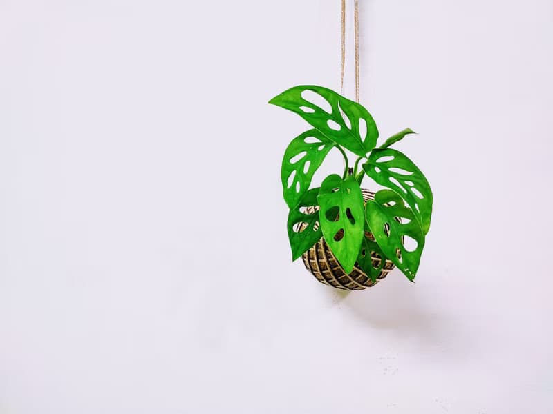 窗孔龜背芋苔球│板植│室內植物│窗邊植物│觀葉植物