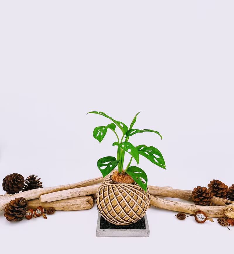 窗孔龜背芋苔球│板植│室內植物│窗邊植物│觀葉植物