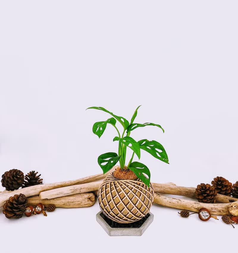 窗孔龜背芋苔球│板植│室內植物│窗邊植物│觀葉植物