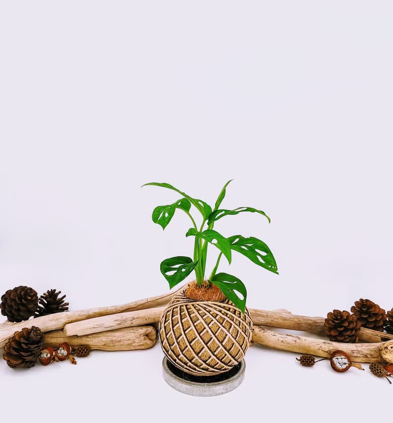 窗孔龜背芋苔球│板植│室內植物│窗邊植物│觀葉植物