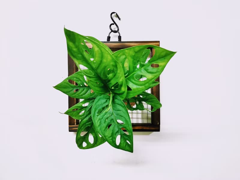 窗孔龜背芋苔球│板植│室內植物│窗邊植物│觀葉植物