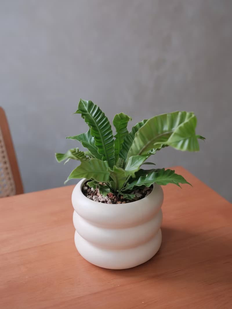 眼鏡蛇山蘇
