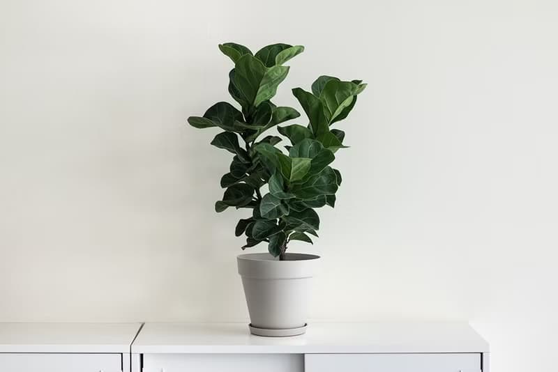 Fiddle 琴葉榕大型室內植栽_荷蘭設計極簡霧面盆
