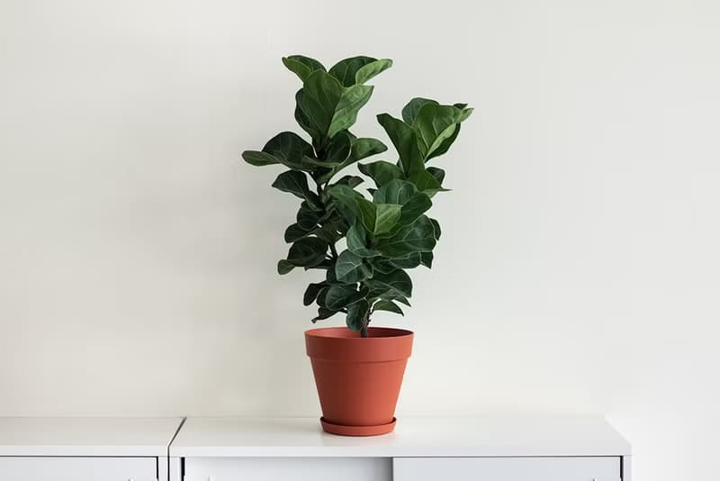 Fiddle 琴葉榕大型室內植栽_荷蘭設計極簡霧面盆