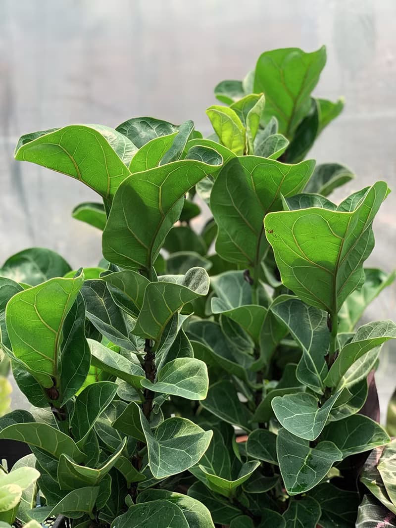 Fiddle 琴葉榕大型室內植栽_荷蘭設計極簡霧面盆