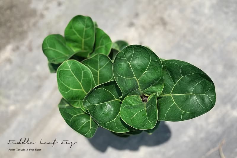 Fiddle 琴葉榕大型室內植栽_荷蘭設計極簡霧面盆