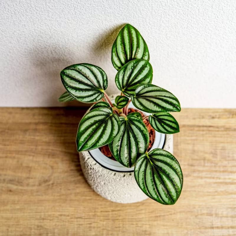 銀河椒草懶人盆栽加圓點白小水泥盆 套盆 開幕盆栽推薦 桌上盆栽