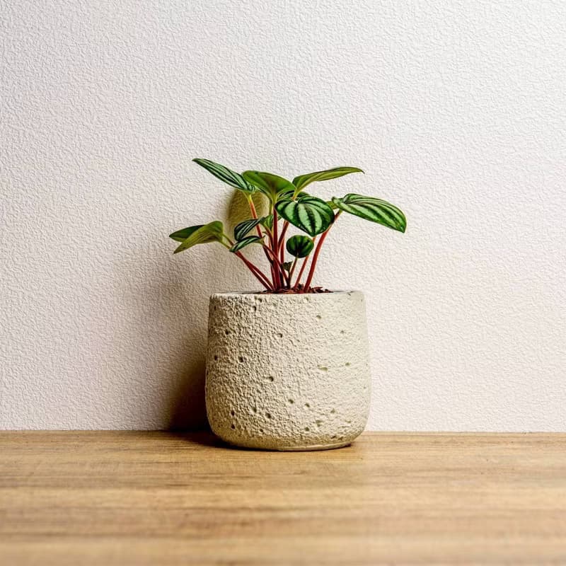 銀河椒草懶人盆栽加圓點白小水泥盆 套盆 開幕盆栽推薦 桌上盆栽