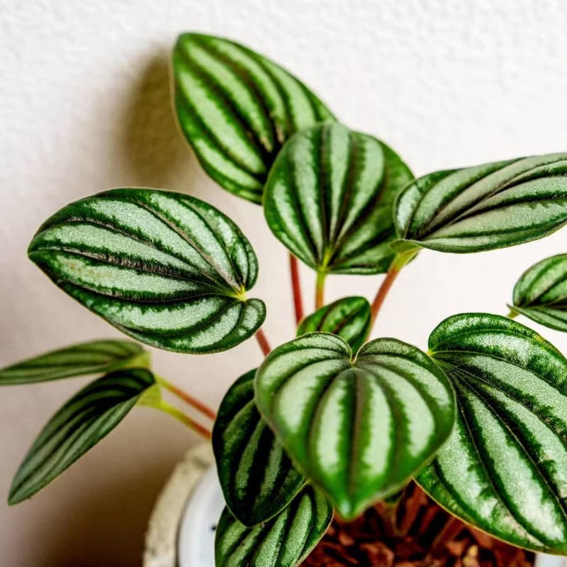 銀河椒草懶人盆栽加圓點白小水泥盆 套盆 開幕盆栽推薦 桌上盆栽