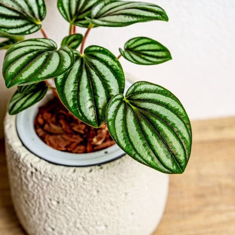 銀河椒草懶人盆栽加圓點白小水泥盆 套盆 開幕盆栽推薦 桌上盆栽