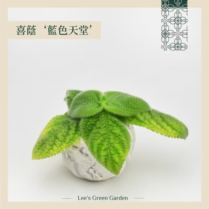 喜蔭花'藍色天堂' 室內植栽 辦公室植栽 療癒小物 送禮 新手植物