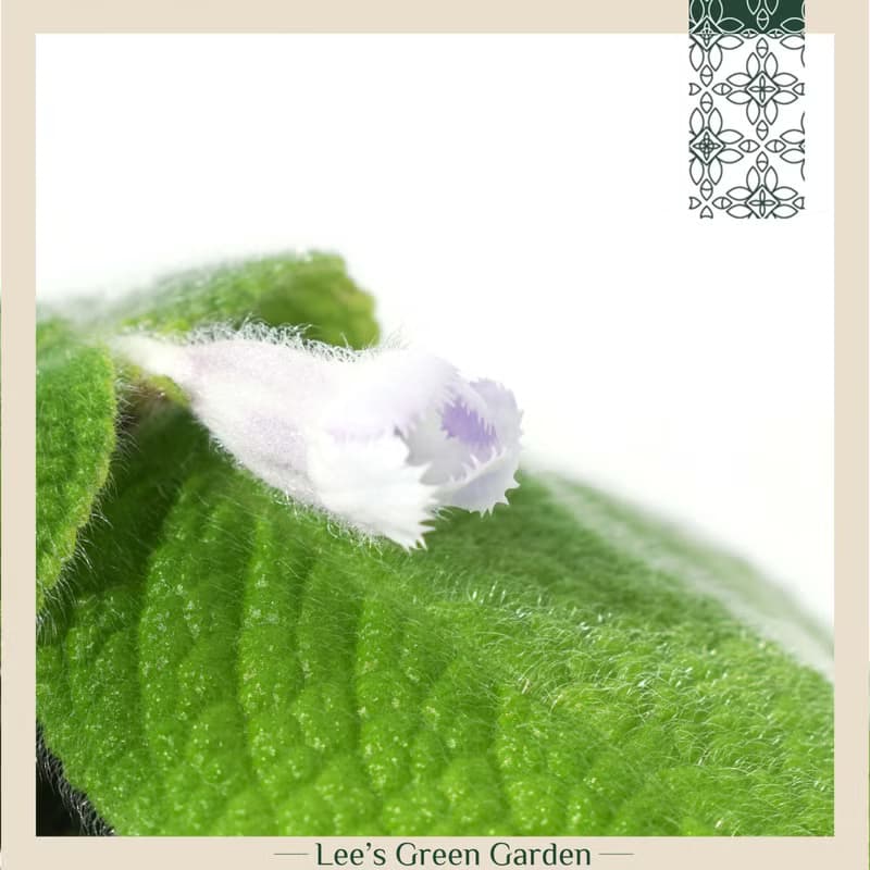 喜蔭花'藍色天堂' 室內植栽 辦公室植栽 療癒小物 送禮 新手植物