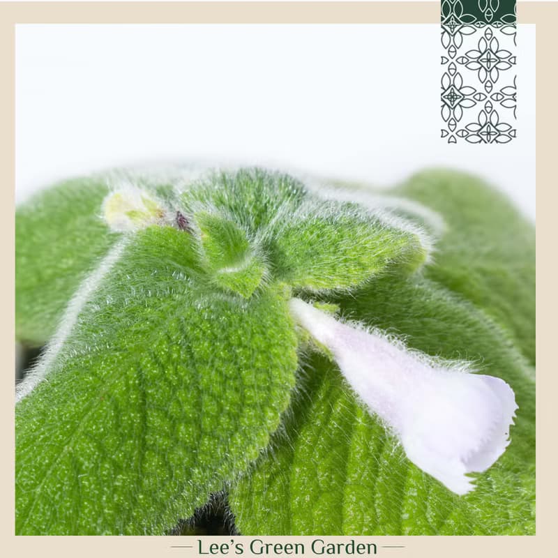 喜蔭花'藍色天堂' 室內植栽 辦公室植栽 療癒小物 送禮 新手植物