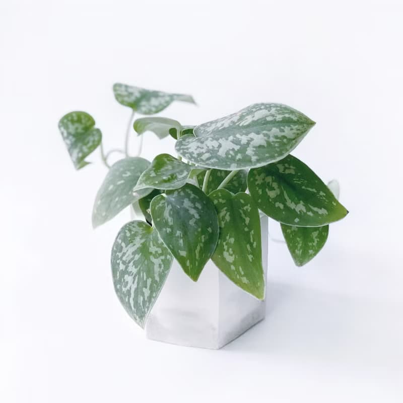 (預購) 白灰漸層系列 | 星點藤 銀斑葛 六邊形漸層水泥盆栽