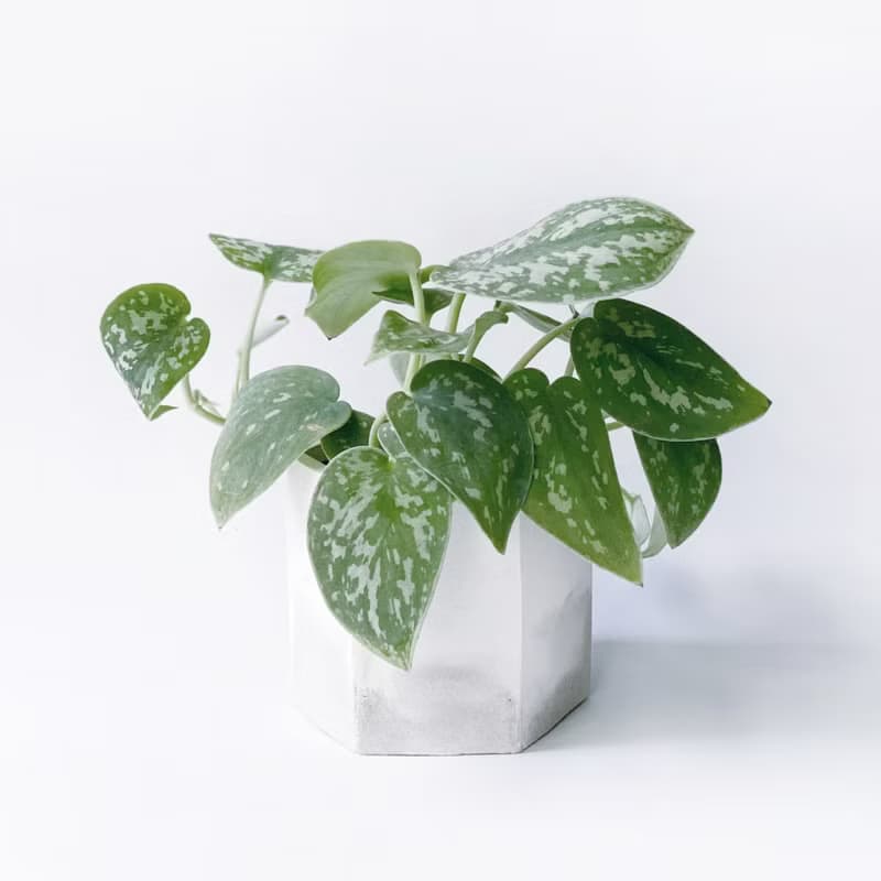 (預購) 白灰漸層系列 | 星點藤 銀斑葛 六邊形漸層水泥盆栽