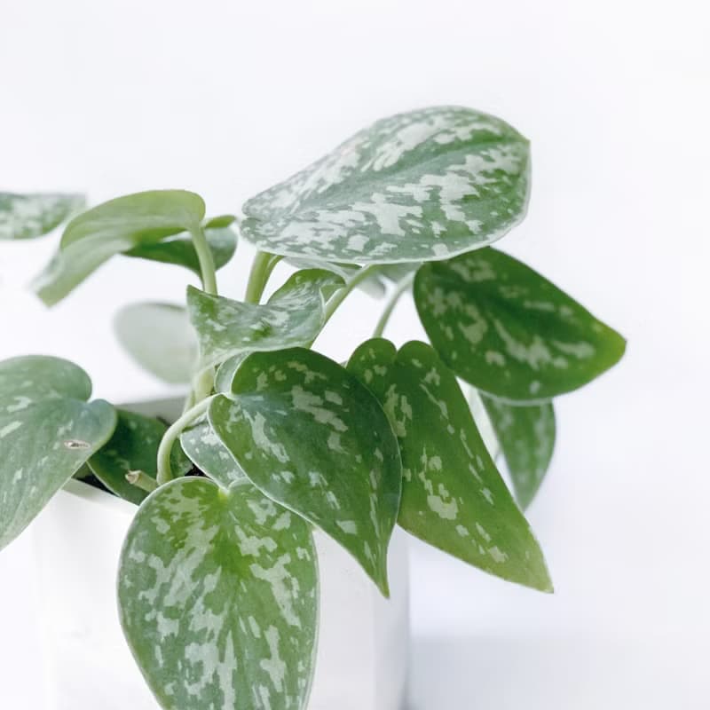 (預購) 白灰漸層系列 | 星點藤 銀斑葛 六邊形漸層水泥盆栽