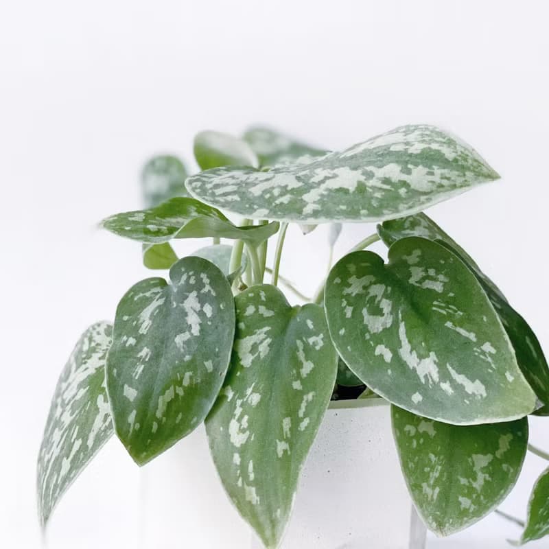 (預購) 白灰漸層系列 | 星點藤 銀斑葛 六邊形漸層水泥盆栽