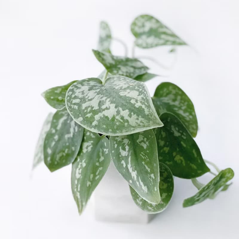 (預購) 白灰漸層系列 | 星點藤 銀斑葛 六邊形漸層水泥盆栽