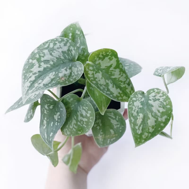 (預購) 白灰漸層系列 | 星點藤 銀斑葛 六邊形漸層水泥盆栽