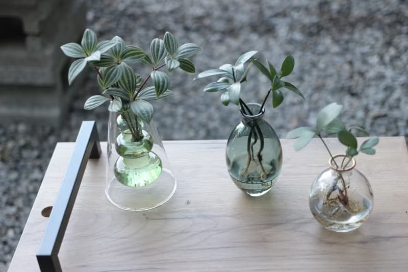 水培植栽│多葉蘭_室內植物 辦公室盆栽 店內擺設