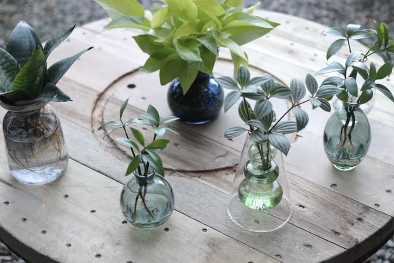 水培植栽│多葉蘭_室內植物 辦公室盆栽 店內擺設