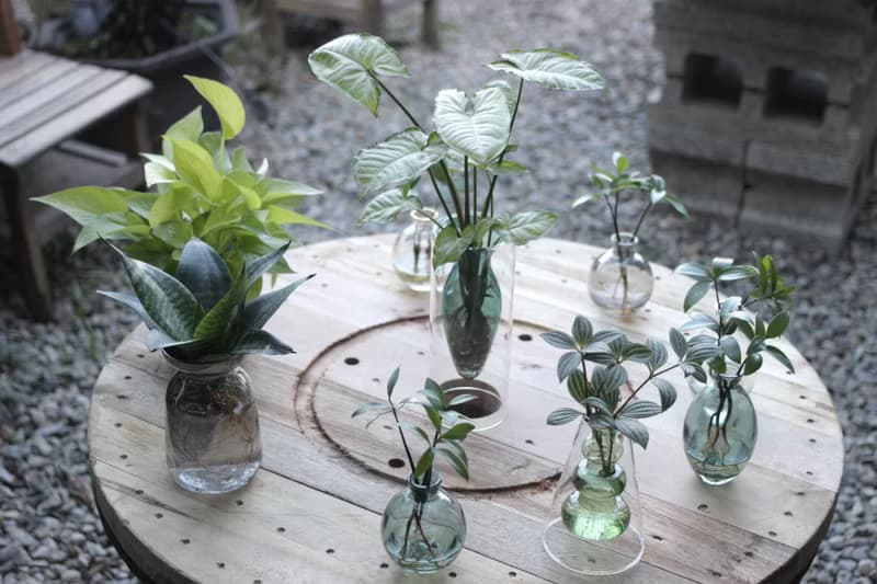 水培植栽│多葉蘭_室內植物 辦公室盆栽 店內擺設