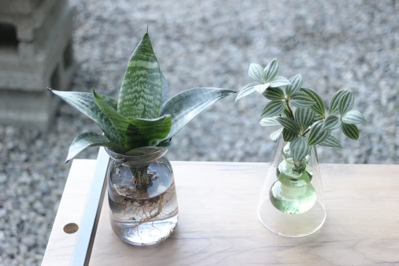 水培植栽│多葉蘭_室內植物 辦公室盆栽 店內擺設