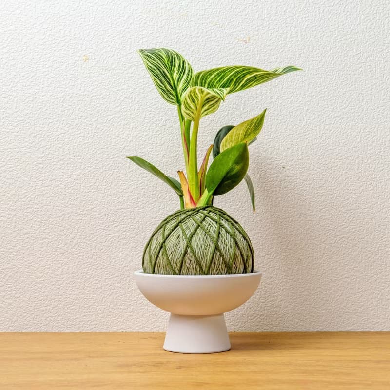 苔球植物 鉑金蔓綠絨墨綠苔球加磨砂高腳缽 苔球 苔玉 禮物