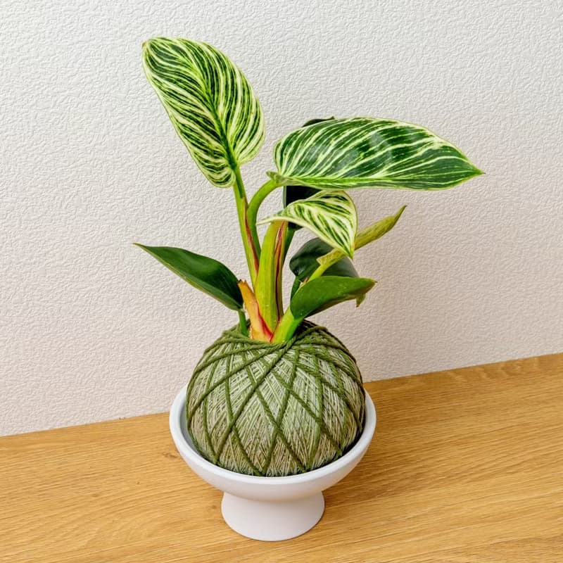 苔球植物 鉑金蔓綠絨墨綠苔球加磨砂高腳缽 苔球 苔玉 禮物