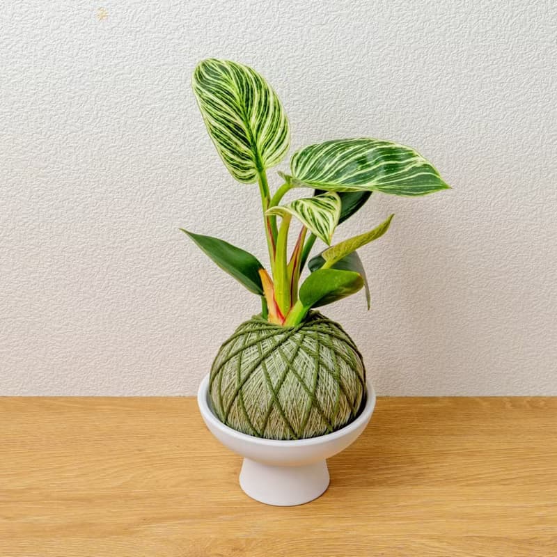 苔球植物 鉑金蔓綠絨墨綠苔球加磨砂高腳缽 苔球 苔玉 禮物