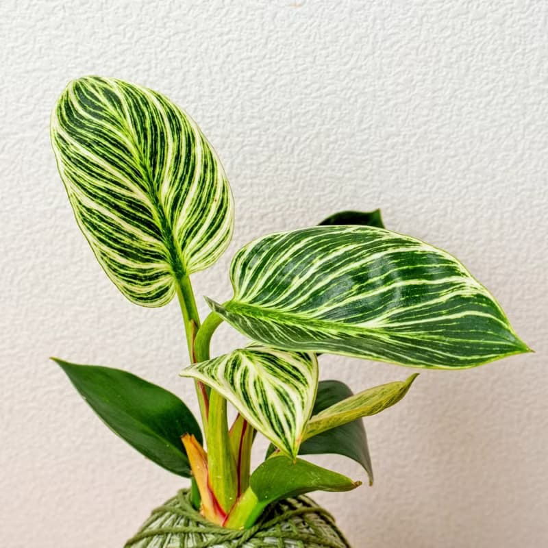 苔球植物 鉑金蔓綠絨墨綠苔球加磨砂高腳缽 苔球 苔玉 禮物