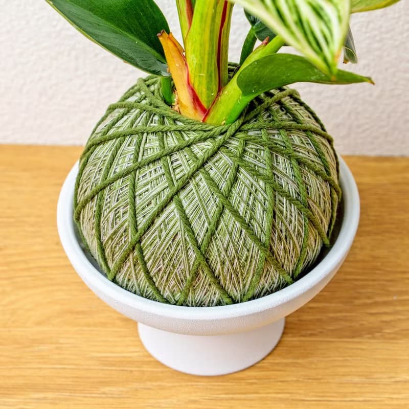 苔球植物 鉑金蔓綠絨墨綠苔球加磨砂高腳缽 苔球 苔玉 禮物
