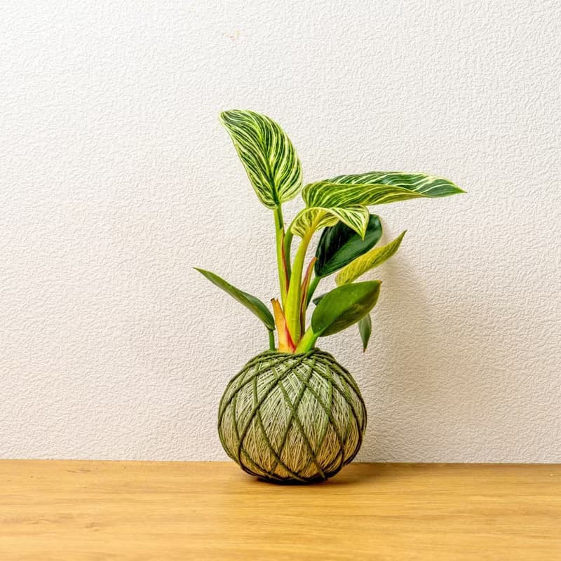 苔球植物 鉑金蔓綠絨墨綠苔球加磨砂高腳缽 苔球 苔玉 禮物