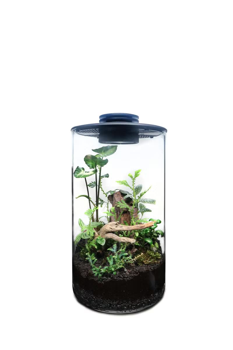 【訂製】蕨醒科技生態瓶-直筒款
