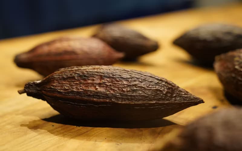 【體驗】可可宴-從神的飲品到人間的甜品 | 草木竹石 | 大稻埕