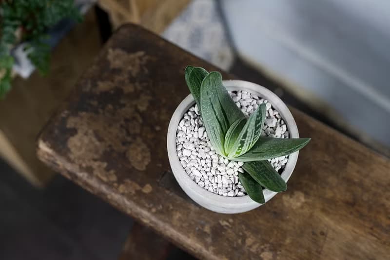 【室內盆栽】臥牛盆栽 室內植物 綠化 盆栽 植栽 開幕送禮 升遷