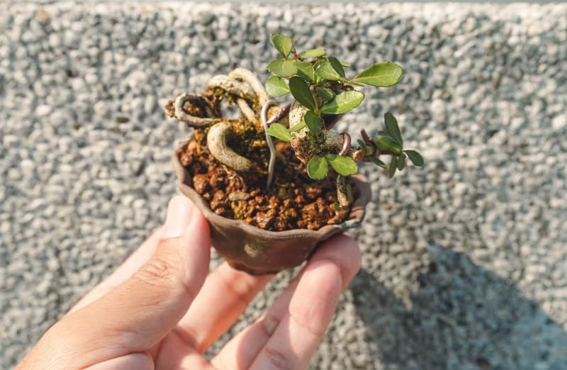 迷你露根牛港刺盆栽 小葉品種精緻盆景 迷你植栽 牛港刺豆盆栽