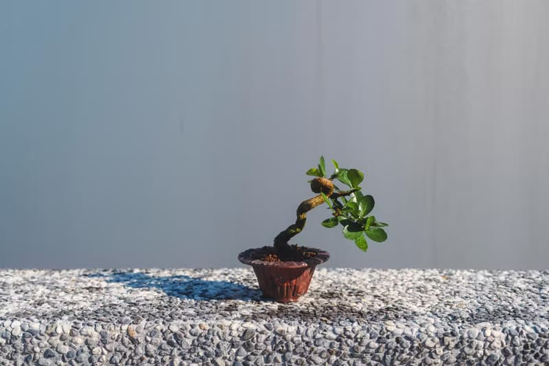 迷你牛港刺盆栽 迷你植栽 牛港刺豆盆栽配手工盆 送禮盆栽 文人樹
