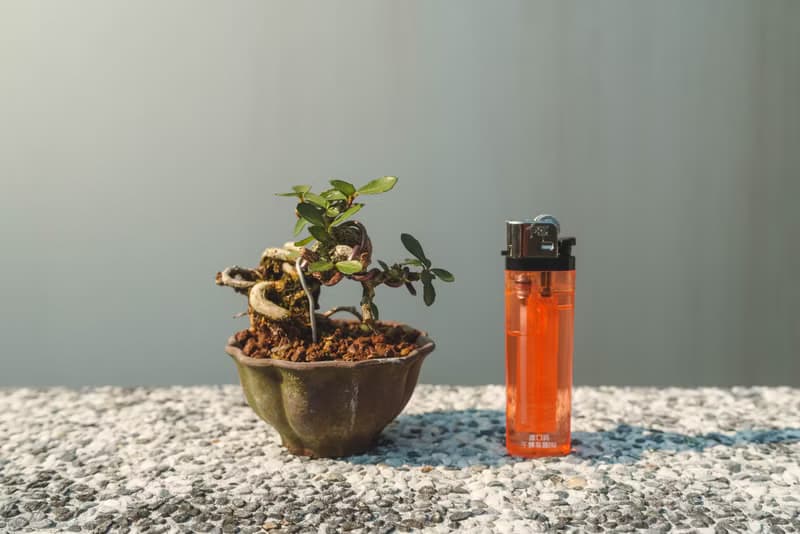 迷你露根牛港刺盆栽 小葉品種精緻盆景 迷你植栽 牛港刺豆盆栽