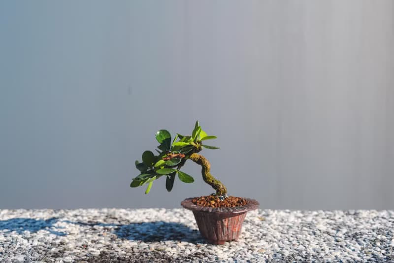 迷你牛港刺盆栽 迷你植栽 牛港刺豆盆栽配手工盆 送禮盆栽 文人樹
